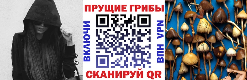 закладки  Медвежьегорск  Галлюциногенные грибы Cubensis 